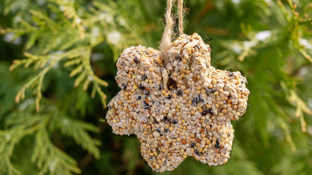 Vogelfutter selber machen: Rezept für Meisenknödel und Futterglocken