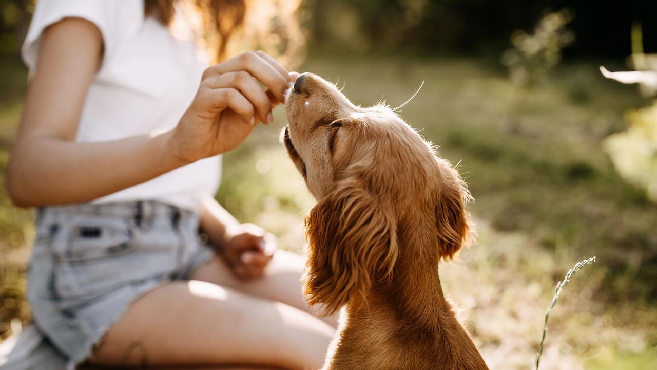 Hund im Herbst: Dürfen Hunde Nüsse essen?