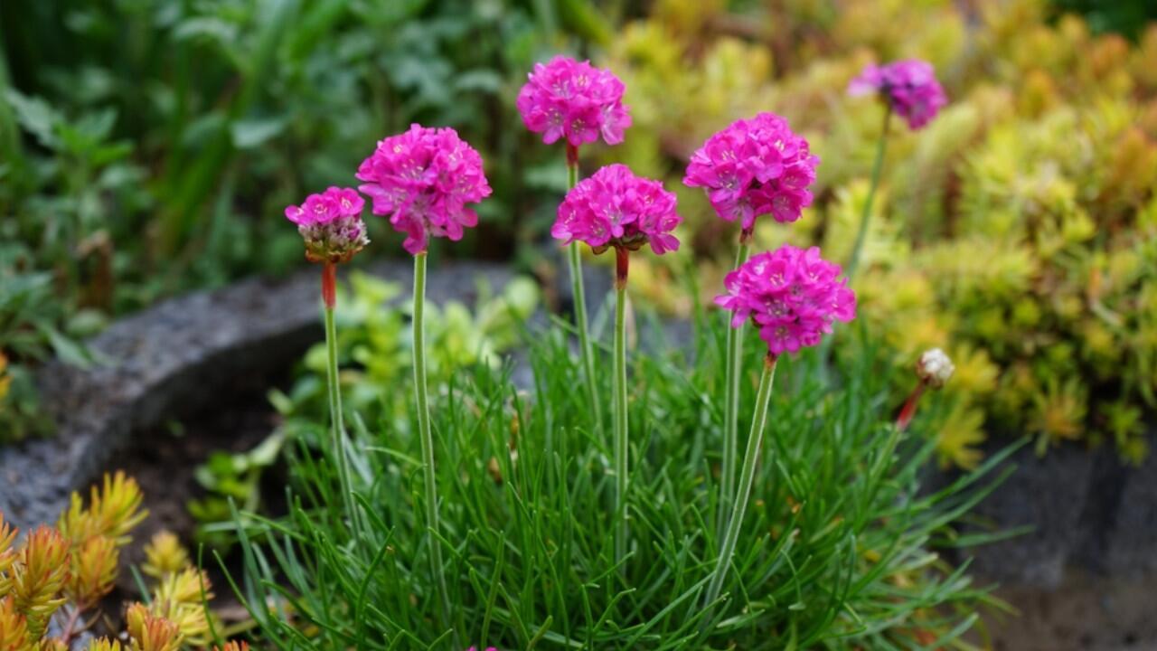 Blume des Jahres 2024: Deshalb sollten Sie die Grasnelke im Garten haben