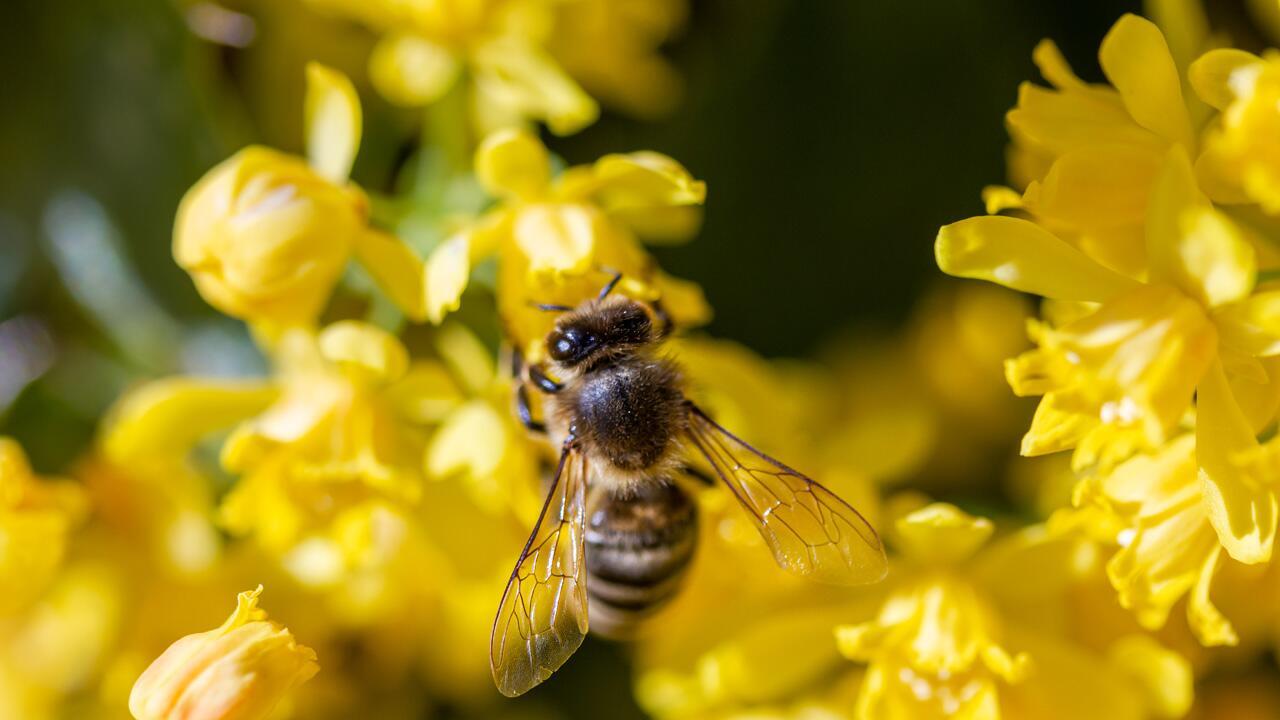 Glyphosat: Was Sie gegen das umstrittene Pestizid tun können