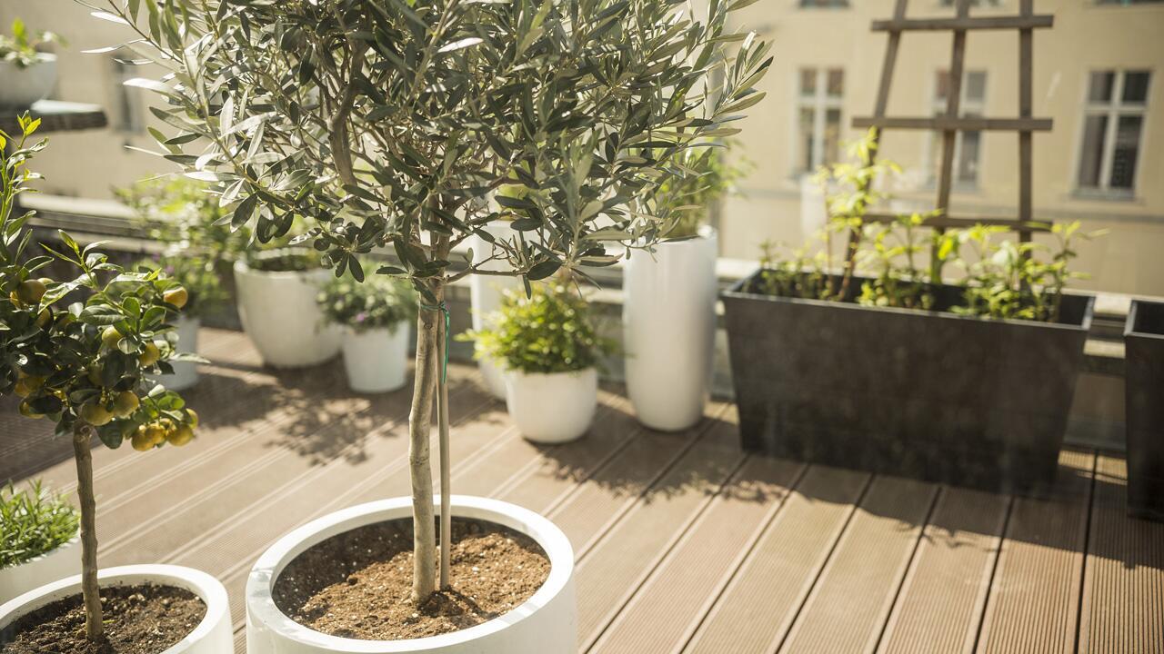 Olivenbaum überwintern: Tipps für das optimale Winterquartier