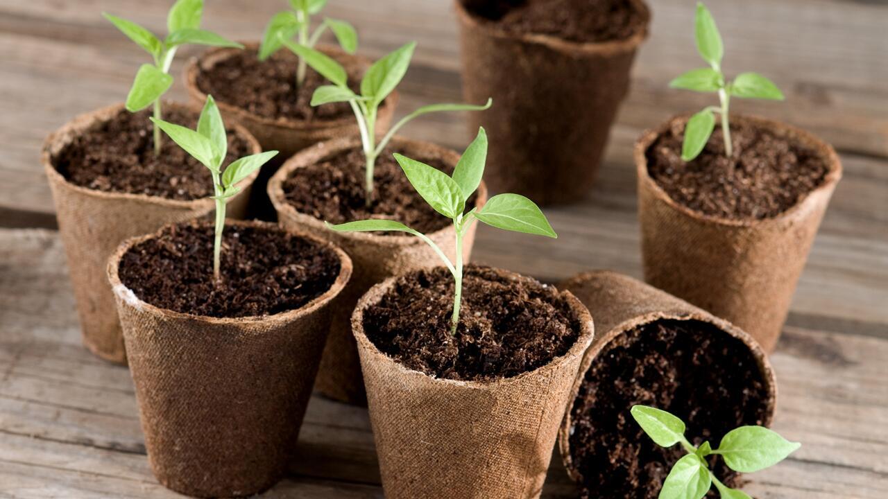 Aussaat im Februar: Diese Pflanzen dürfen Sie jetzt schon aussäen