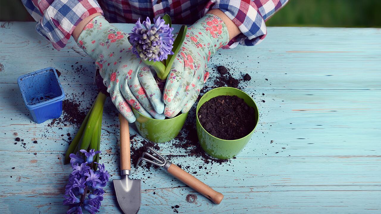 Alte Blumenerde entsorgen – oder fürs nächste Frühjahr aufheben?