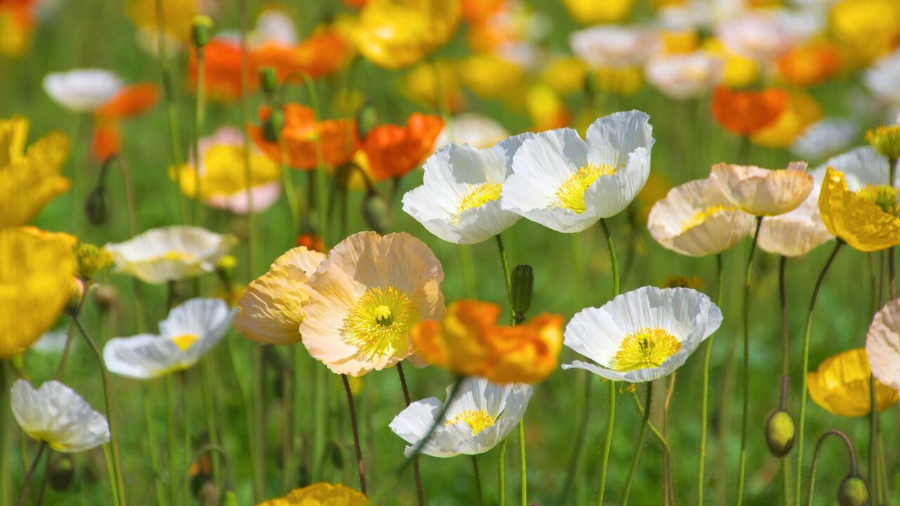 "Cool Flowers" jetzt aussäen: Warum Kaltkeimer gut für Garten und Umwelt sind