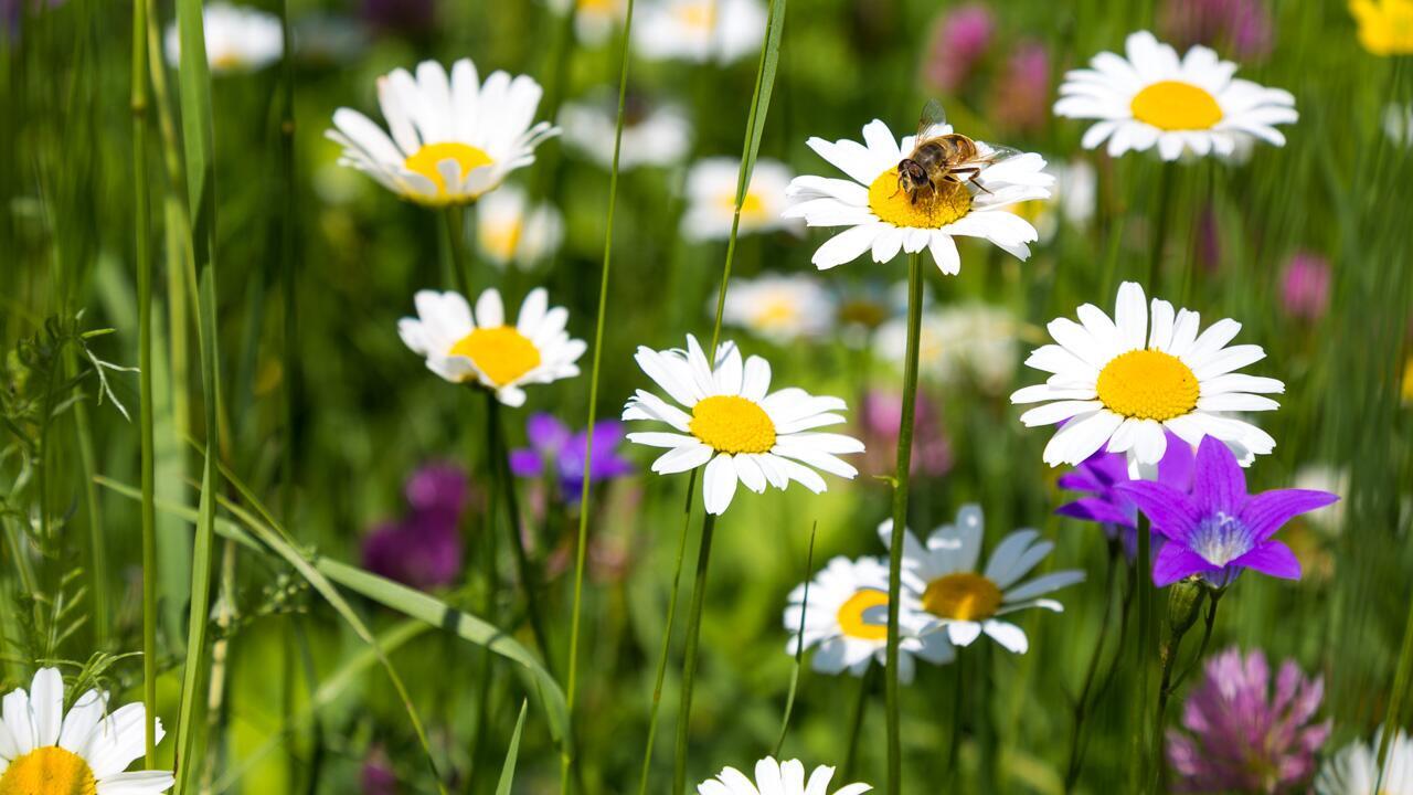 Experten-Tipp: Warum Sie Ihren Rasen im Mai nicht mähen sollten