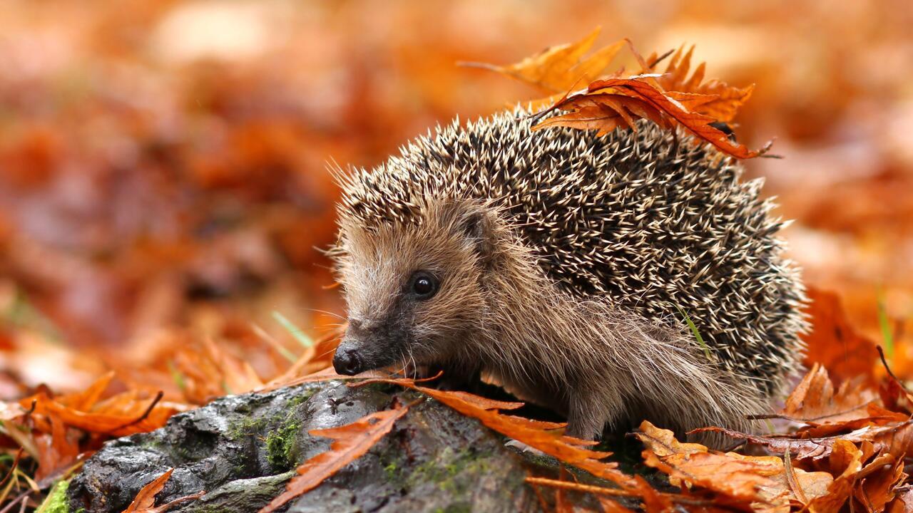 Niedlich und ganz schön stachelig: Der Igel ist Tier des Jahres 2024