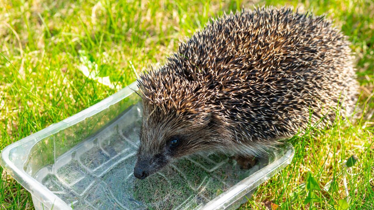 Früher Frühlingsbeginn: So helfen Sie Igeln, die jetzt schon aus dem Winterschlaf aufwachen