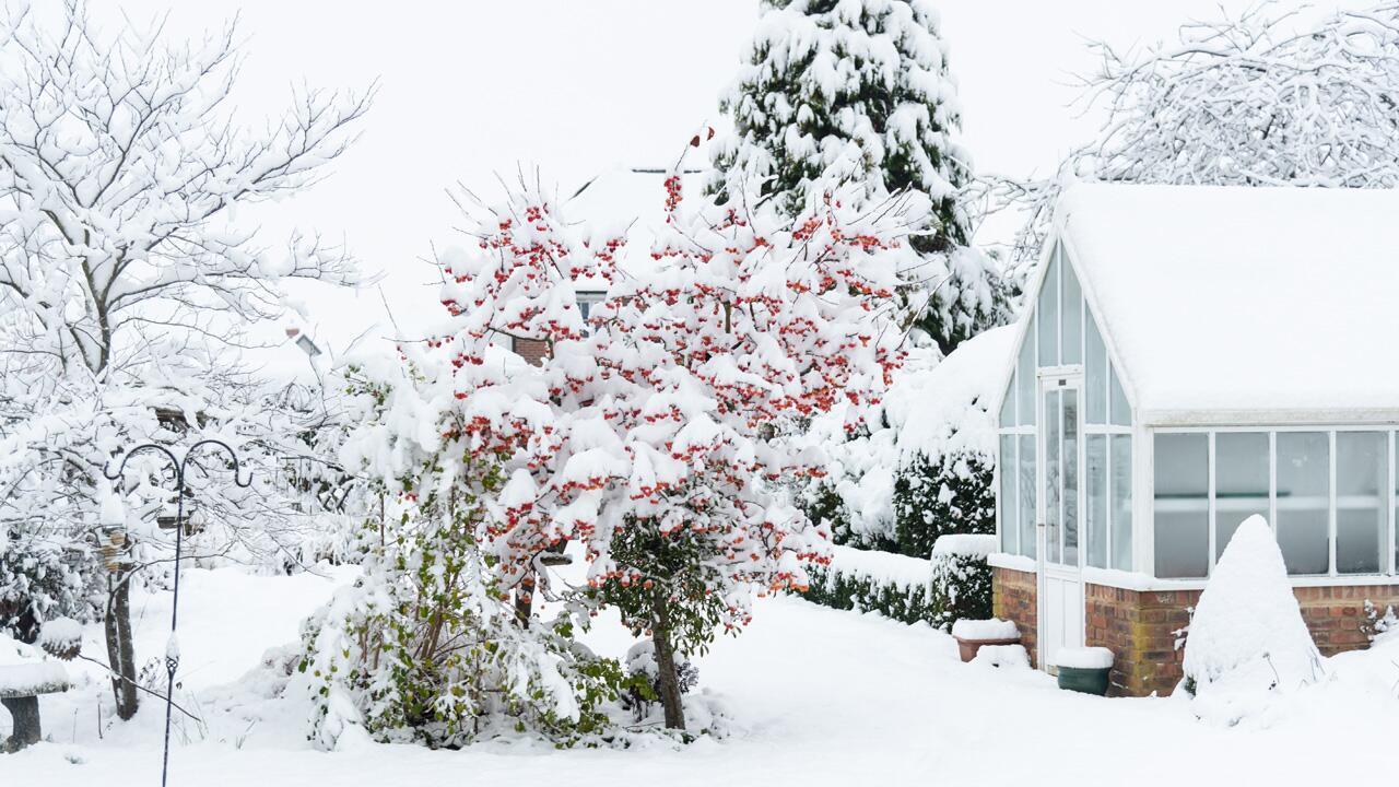 Schnee auf den Pflanzen im Garten: Schützend oder schädlich?