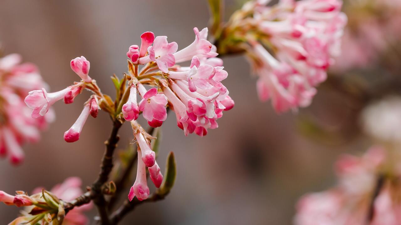 Winterblüher: Gartenpflanzen, die jetzt für Farbe und Insektenfutter sorgen