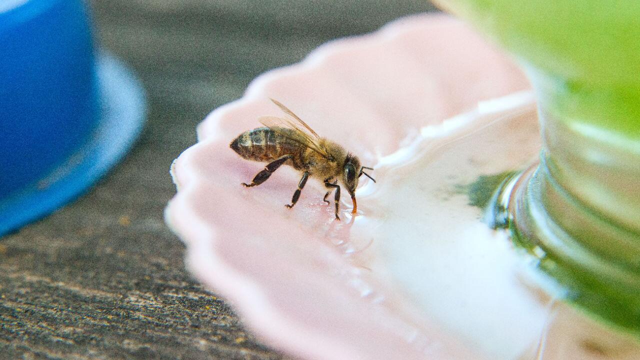 Wildbienen helfen: Sand, Pool, Hotel – darüber freuen sich die wilden Bienen