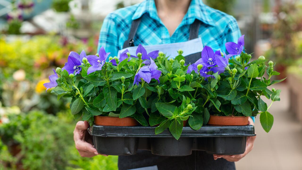 Gefüllte oder ungefüllte Blüte? Für Insekten ist das ein lebenswichtiger Unterschied