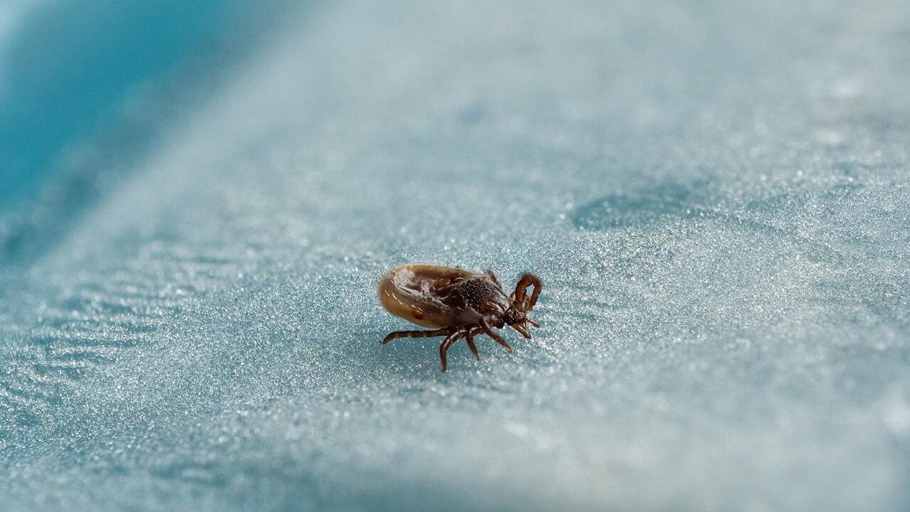 Experten warnen vor Zecken: "Es gibt keine Winterpause mehr"