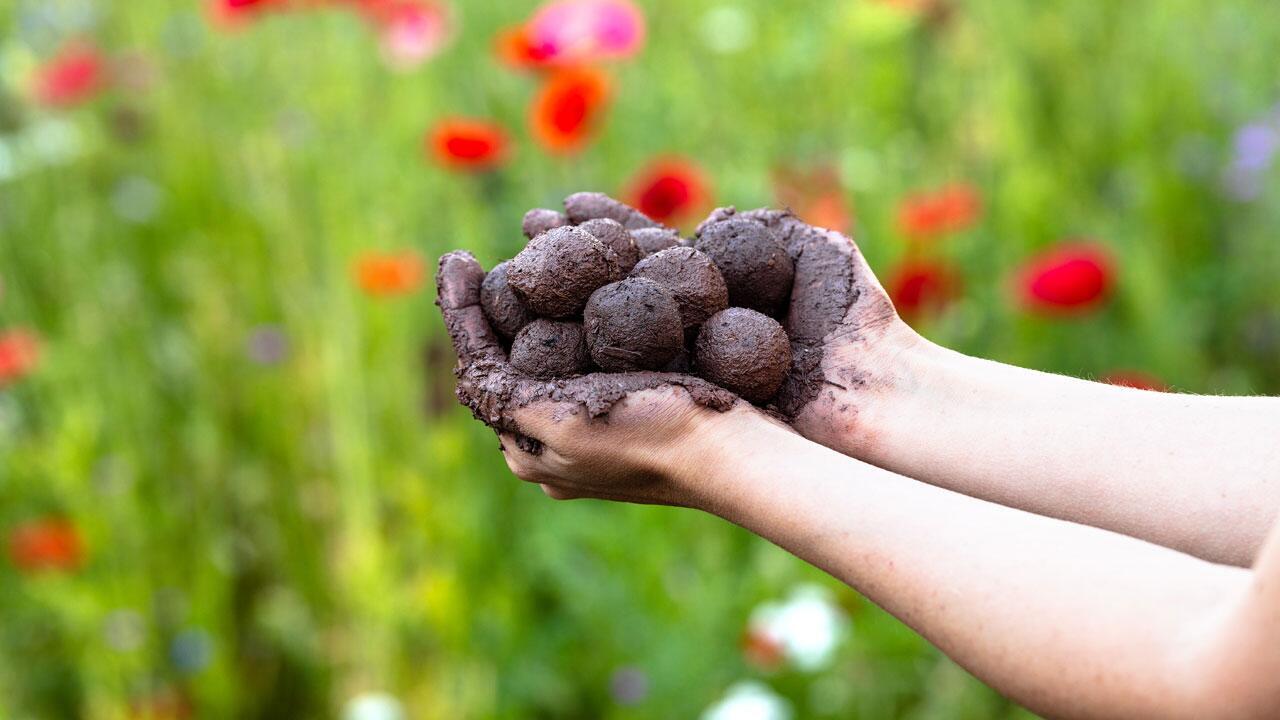 Samenbomben ganz einfach selber machen: Anleitung für Seedbombs