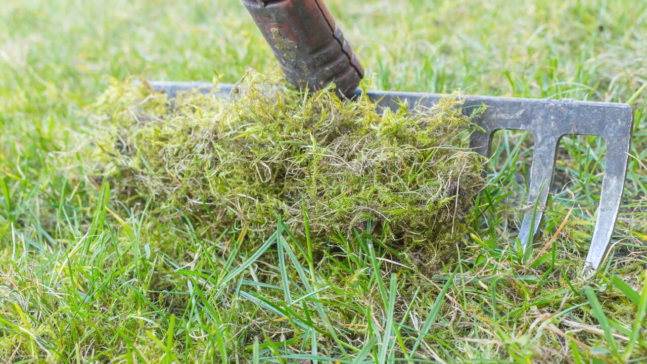 Moos im Rasen beseitigen: Diese Tipps und Hausmittel helfen