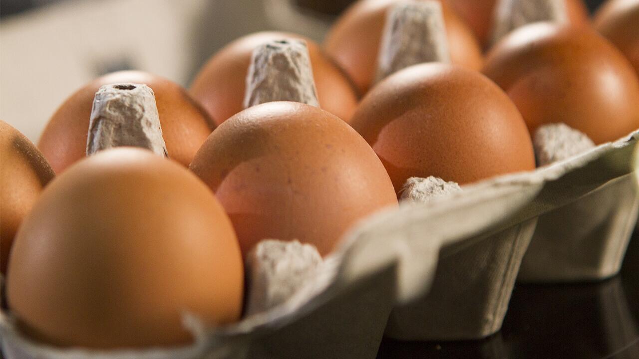 Eier im Test: Kükentöten verboten – dennoch gibt es Probleme