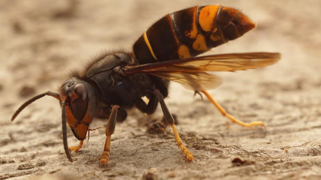 Asiatische Hornisse breitet sich weiter aus: Warum man das Insekt melden sollte