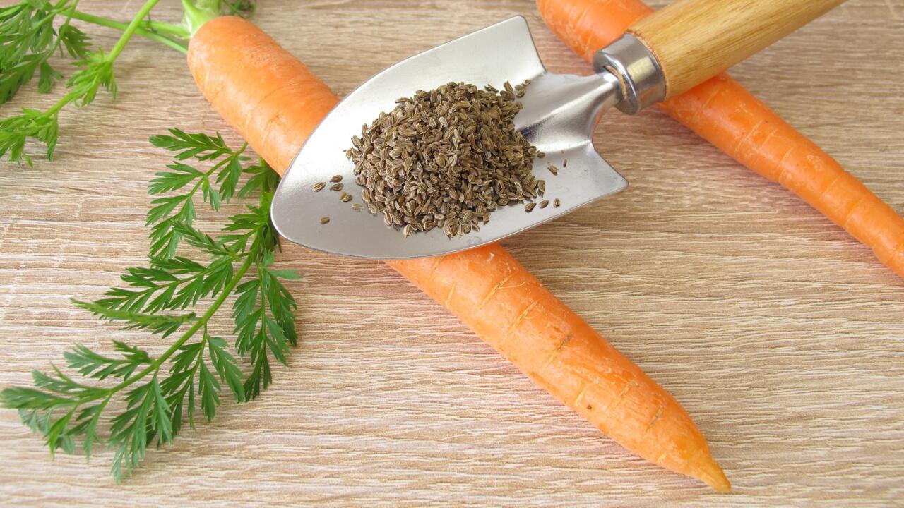 Karotten anbauen: 10 Tipps zur Aussaat und Pflege von Möhren