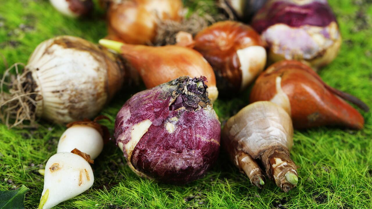 Blumenzwiebeln für den Sommer setzen: Diese Pflanzen dürfen jetzt in die Erde