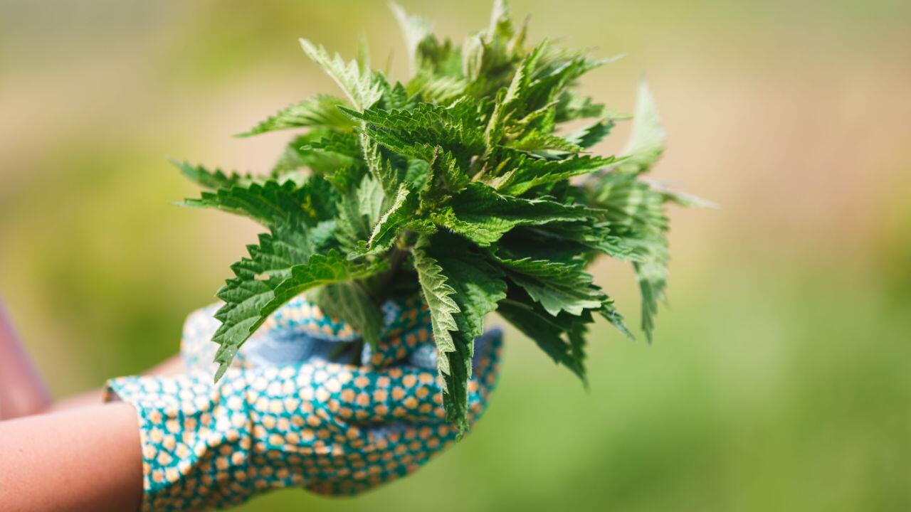 Von wegen Unkraut: Die Brennnessel ist im Garten nützlich