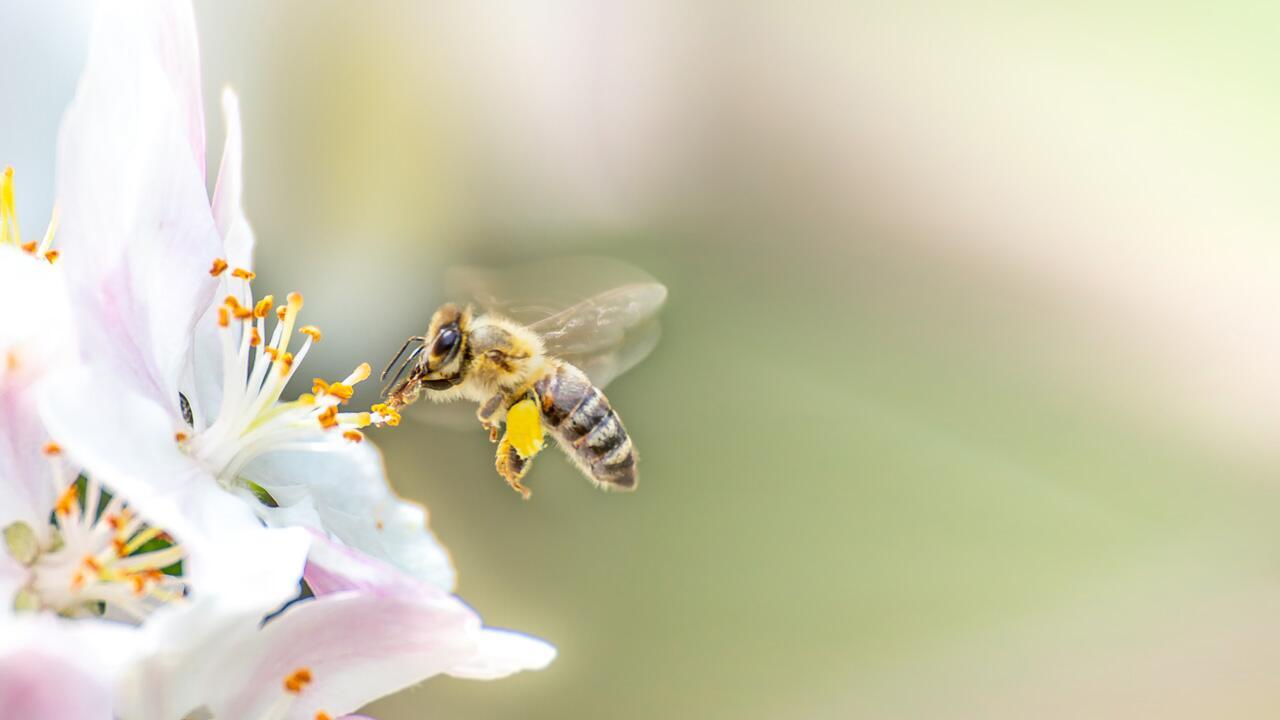 Honigbienen & Wildbienen: Tipps, mit denen Sie Bienen helfen können