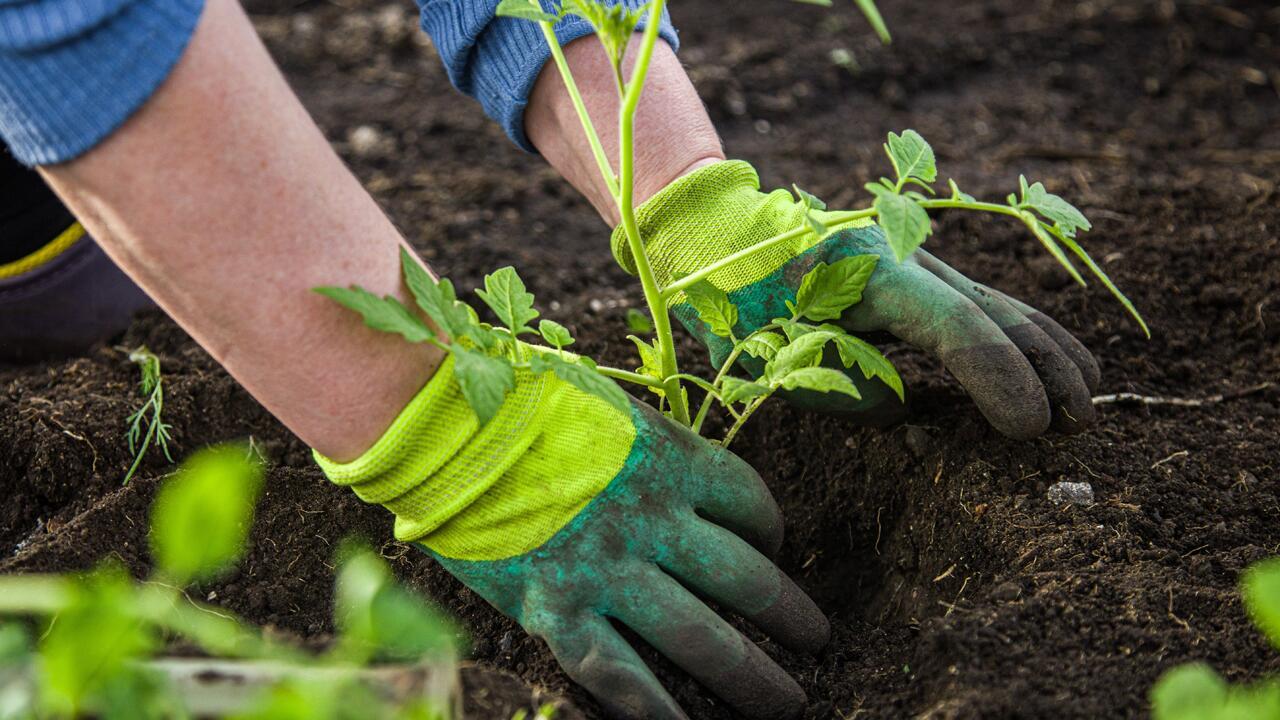 Tomaten im Garten: Einen Fehler sollten Sie unbedingt vermeiden