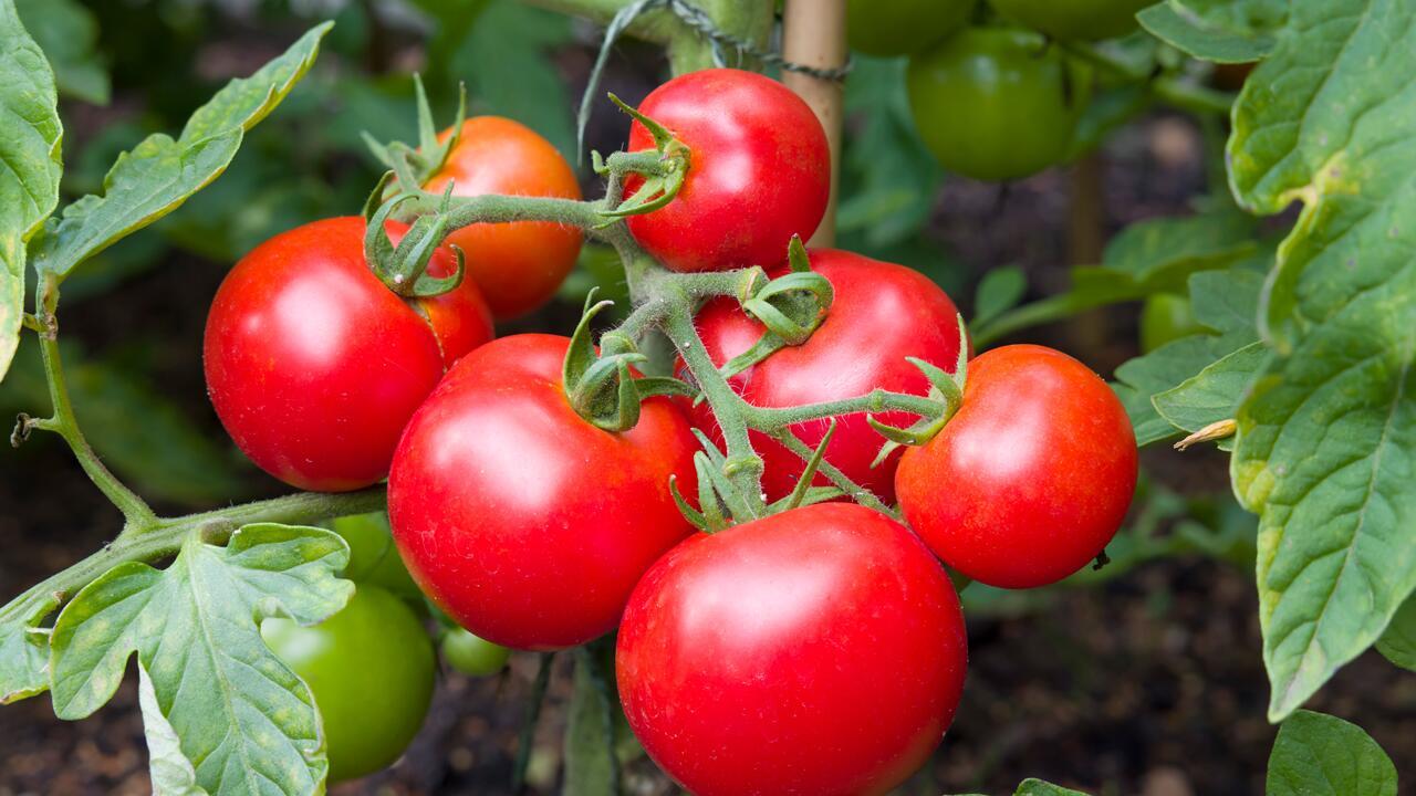 Tomaten anbauen: Ausgeizen sorgt für eine gute Ernte
