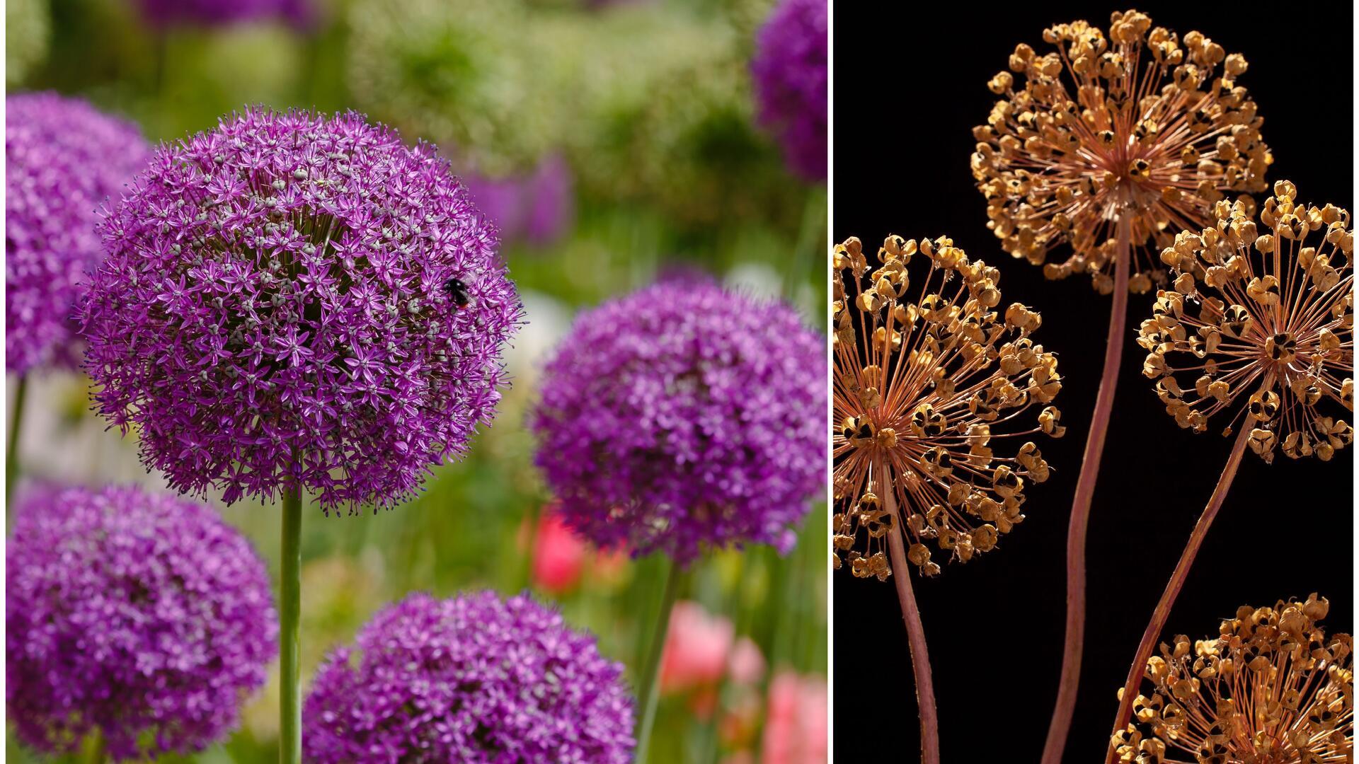 Zierlauch verblüht: Was Sie jetzt mit dem Allium tun können