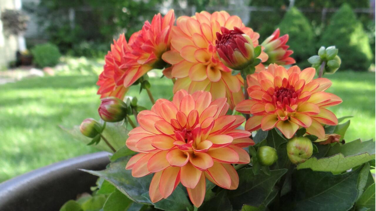 Dahlien vorziehen im Februar: Wie die Blume im Sommer besonders üppig blüht