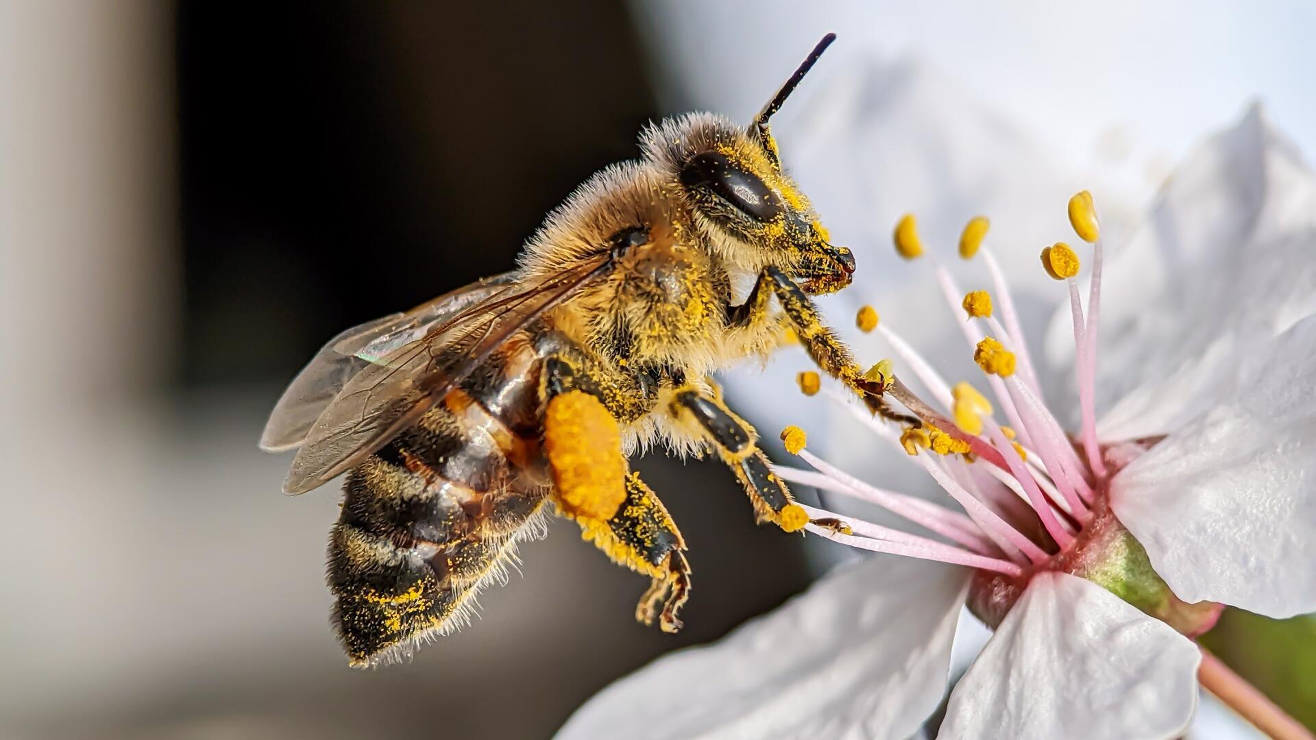 Honigbienen & Wildbienen: 11 Tipps, die Bienen im Frühling helfen