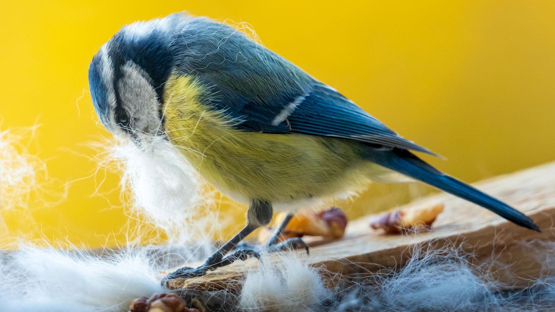Hundehaare: Lebensgefahr für Vögel beim Nestbau