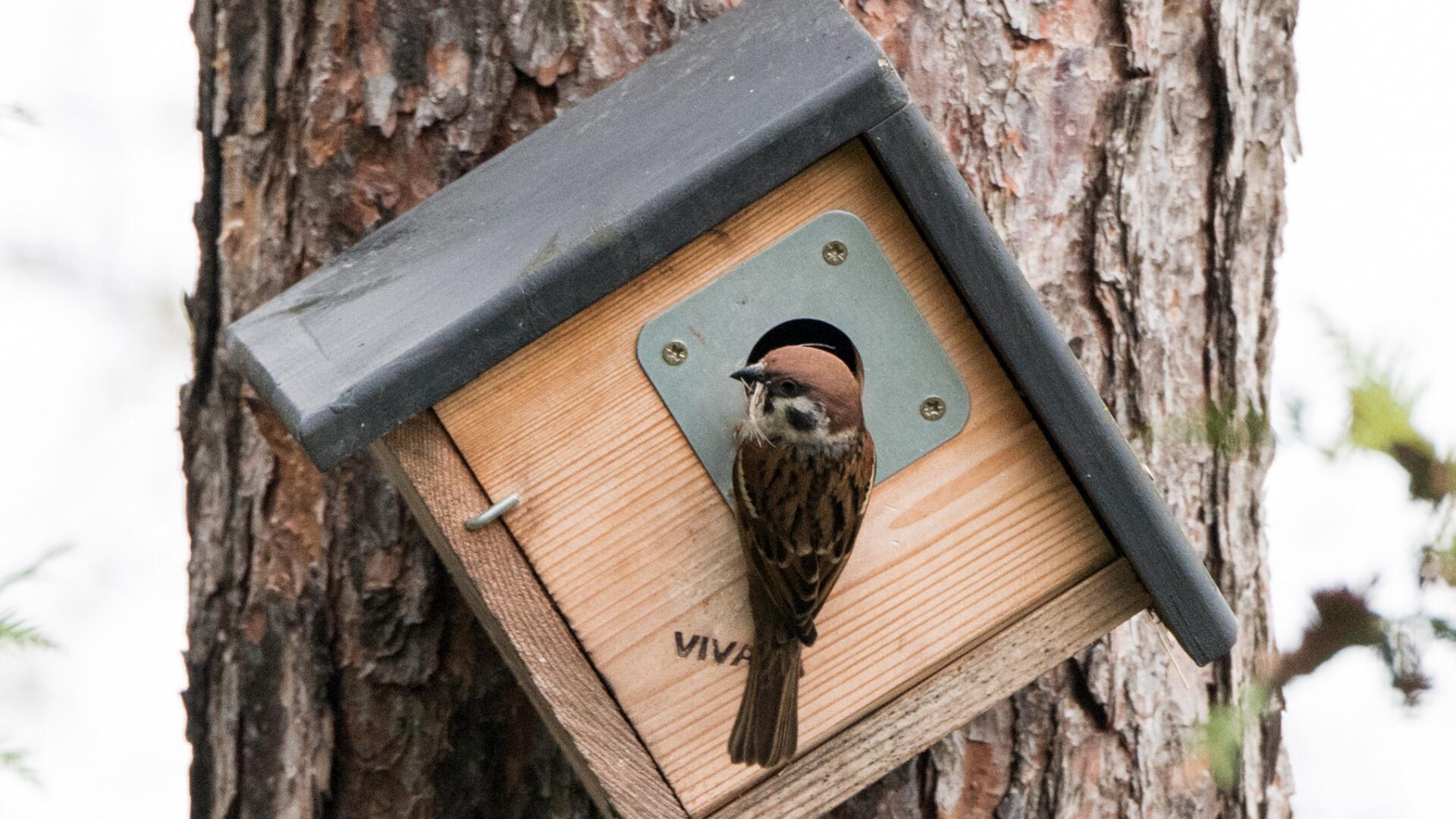Gartenvögel: Wie man Nisthilfen richtig aussucht und aufhängt