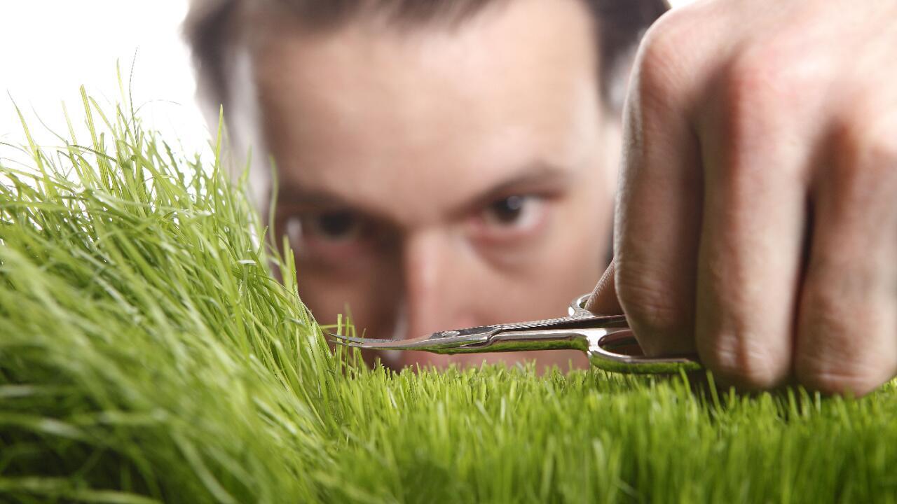 Wilder Rasen statt gelber Steppe: 7 Alternativen zu englischem Rasen
