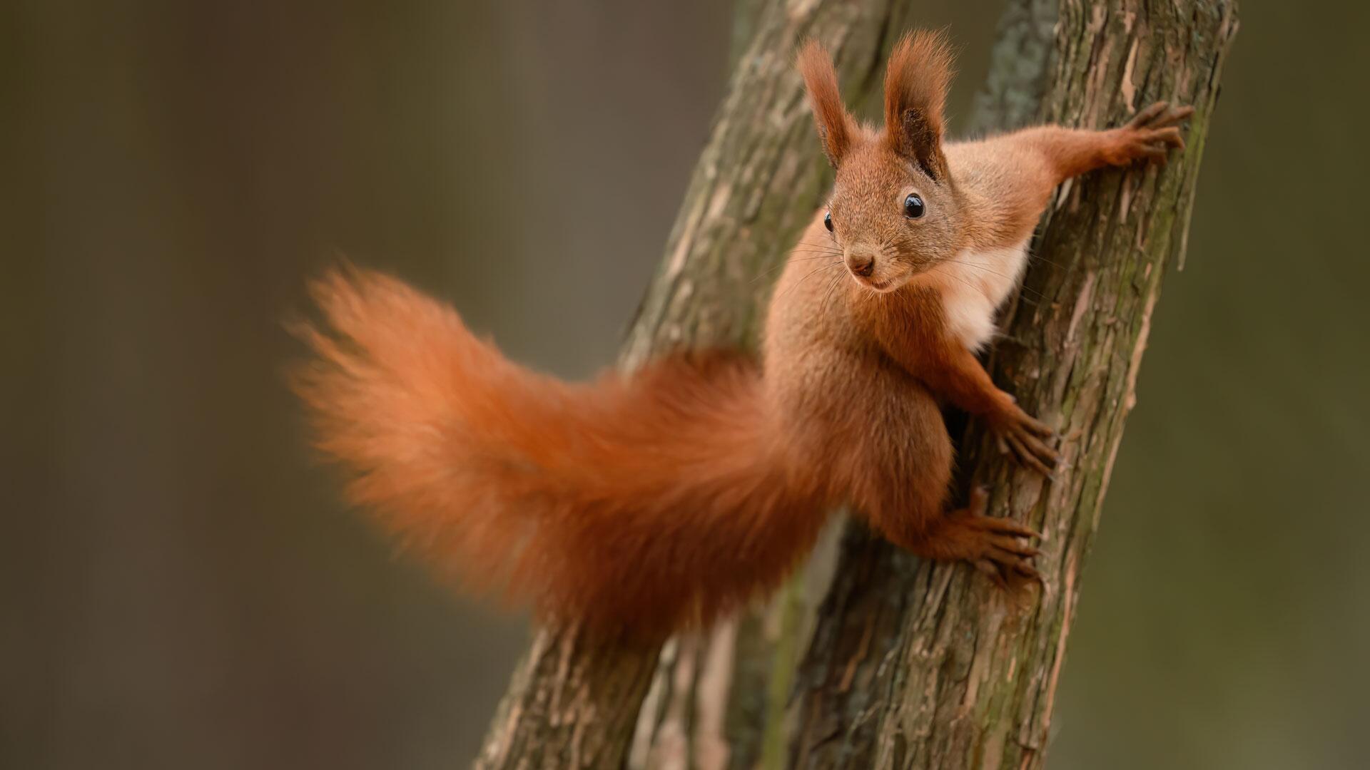 Wenn Eichhörnchen vom Ast fallen: Eichhörnchen leiden unter Trockenheit