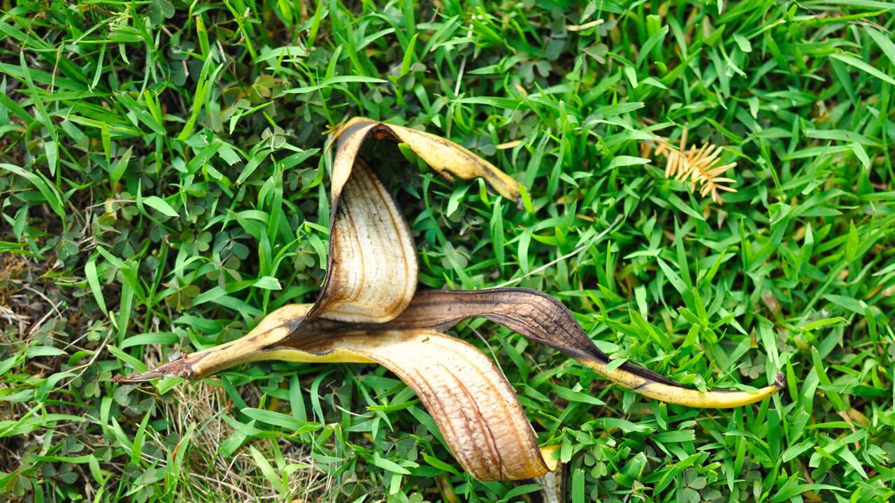 Warum man Bananenschale in der Natur nicht wegwerfen sollte