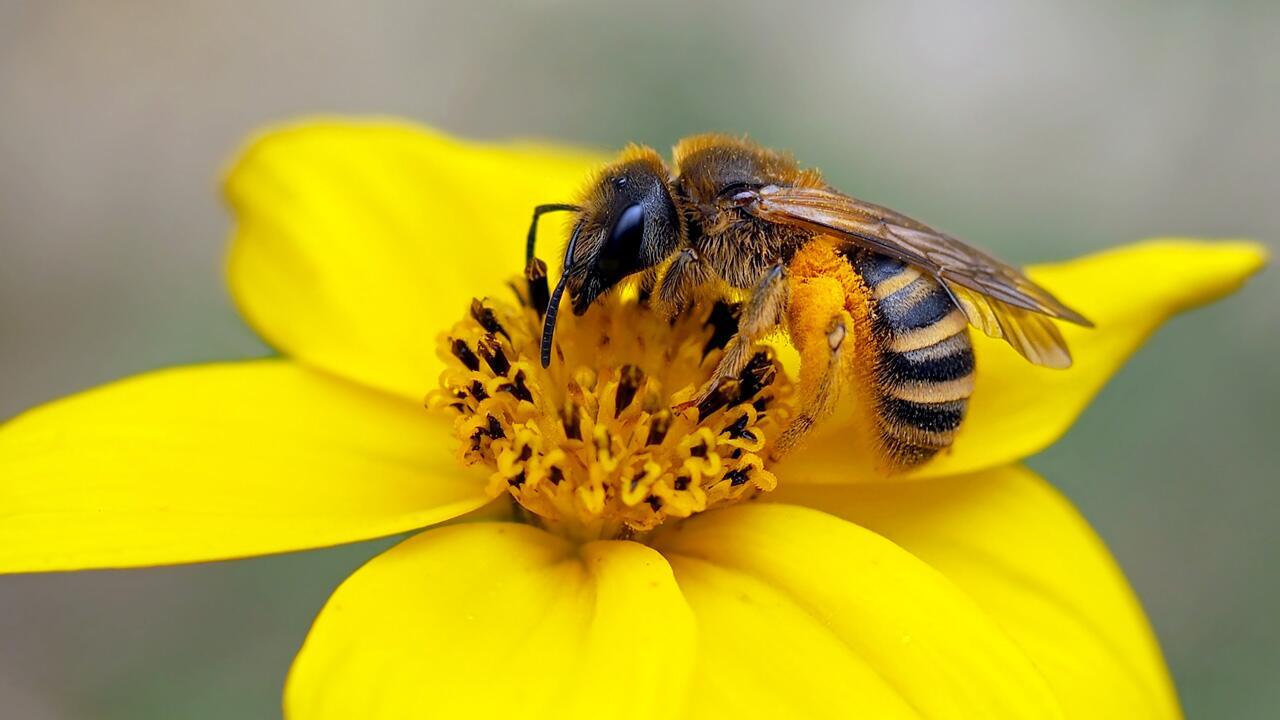 Wildbienen im Garten helfen: Strand, Tränke und Hotel für die wichtigen Insekten