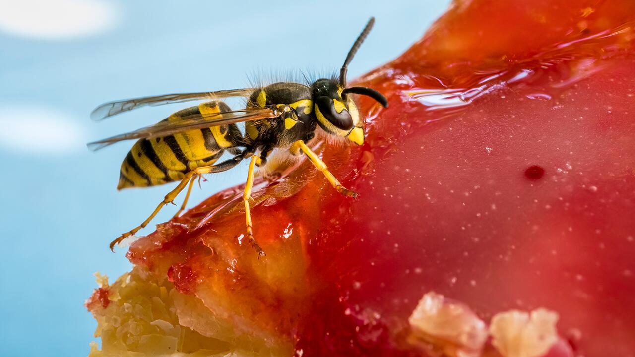 Wespen fernhalten: Welche Tricks helfen, ohne den Insekten zu schaden