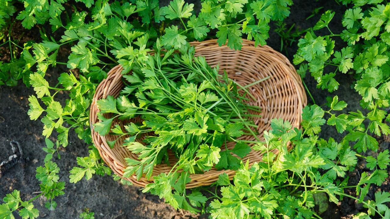 Petersilie anpflanzen: Anbau-Tipps, die auch ohne Garten funktionieren