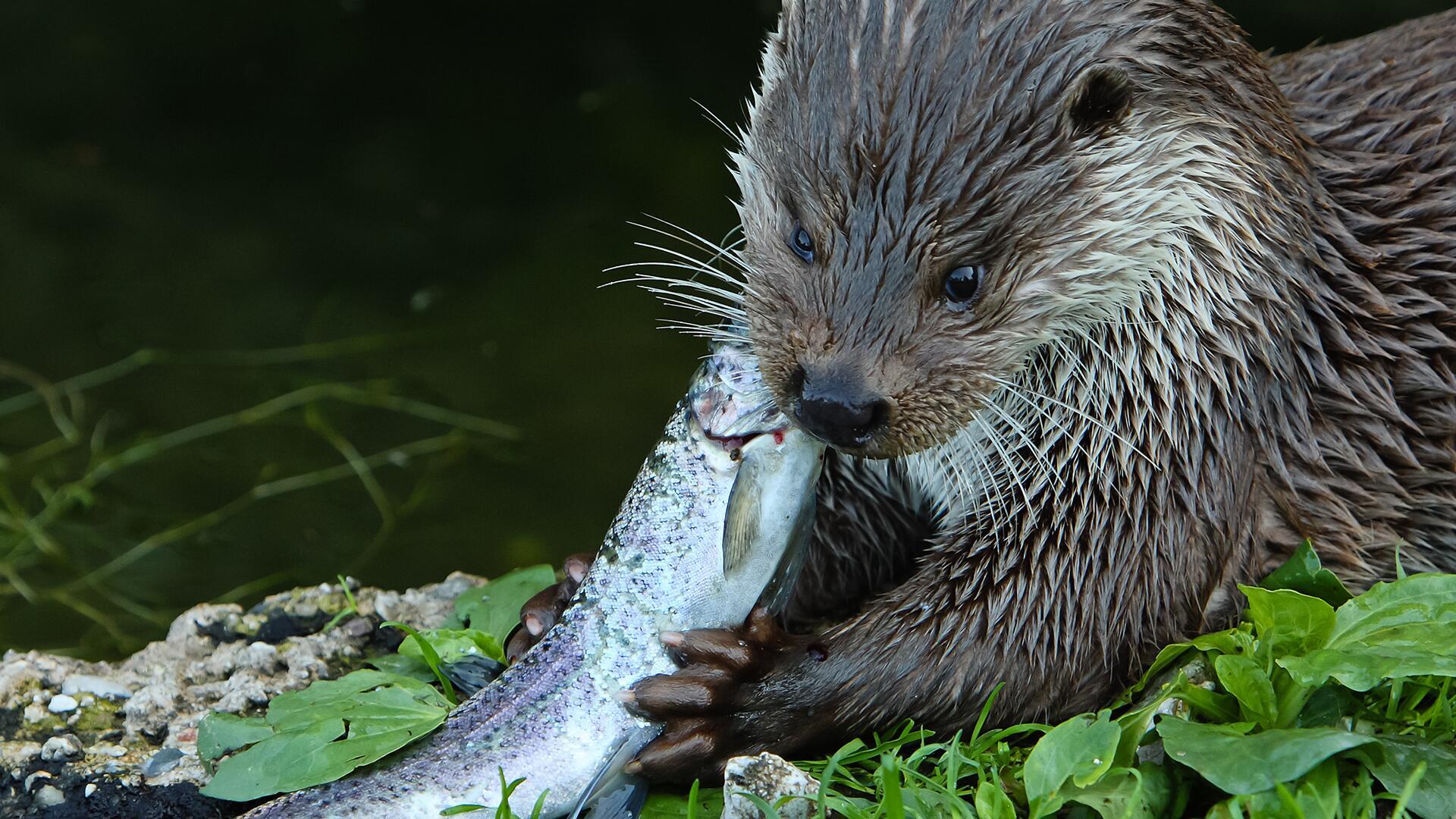 Studie: Rattengift schädigt Fische und Fischotter