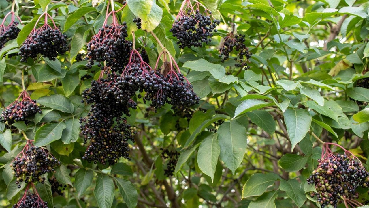Heilpflanze des Jahres 2024: Warum man bei Holunderbeeren trotzdem aufpassen sollte
