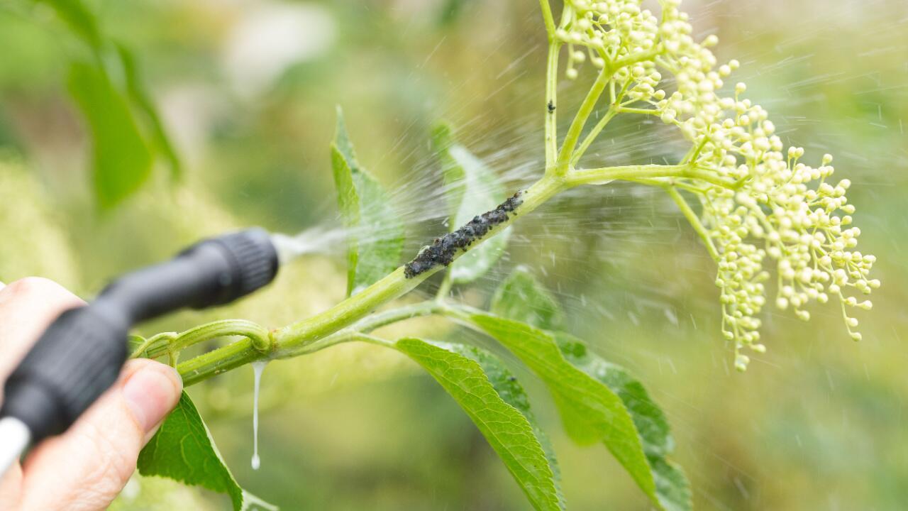 Blattläuse im Garten: Natürliche Hausmittel, die helfen können