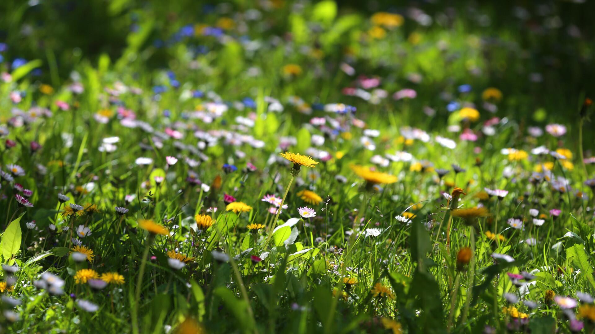 Naturnaher Garten: Warum er wichtig ist und wie Sie ihn anlegen