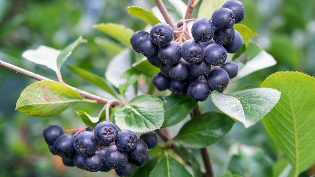 Superfood Aroniabeeren: Wann kann man die Beeren ernten?