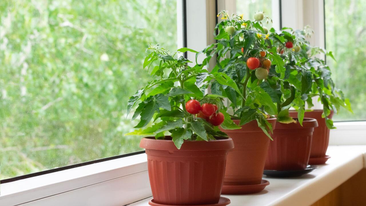Kann man Tomatenpflanzen über den Winter retten?