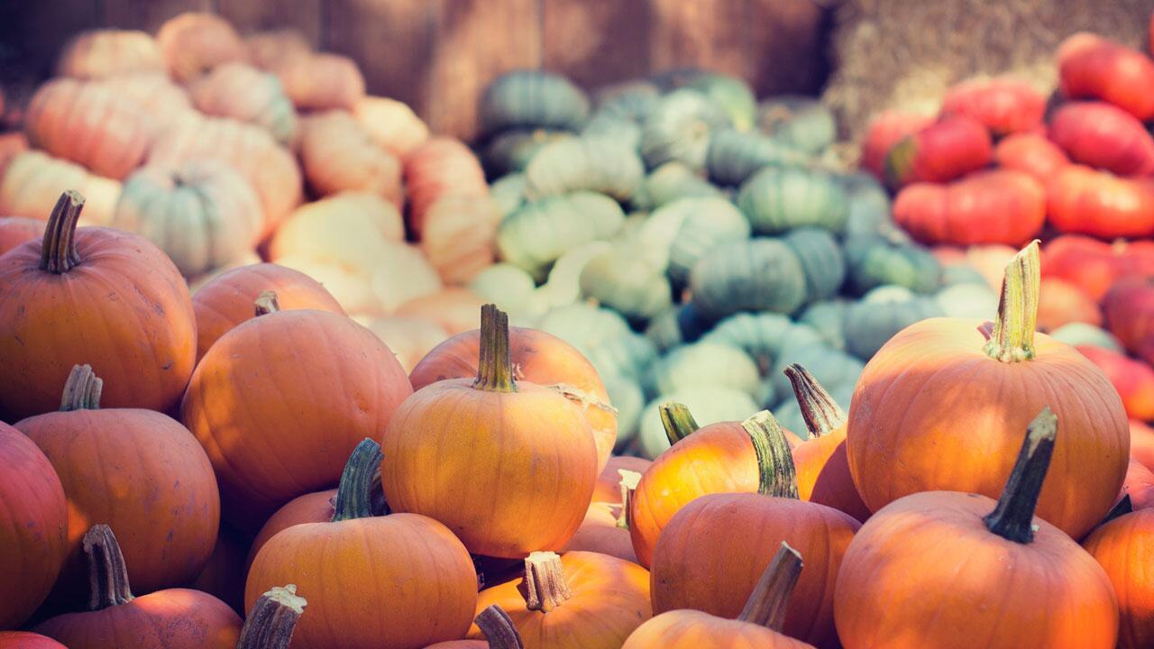 Kürbis-Saison: Wann beginnt die Kürbiszeit?
