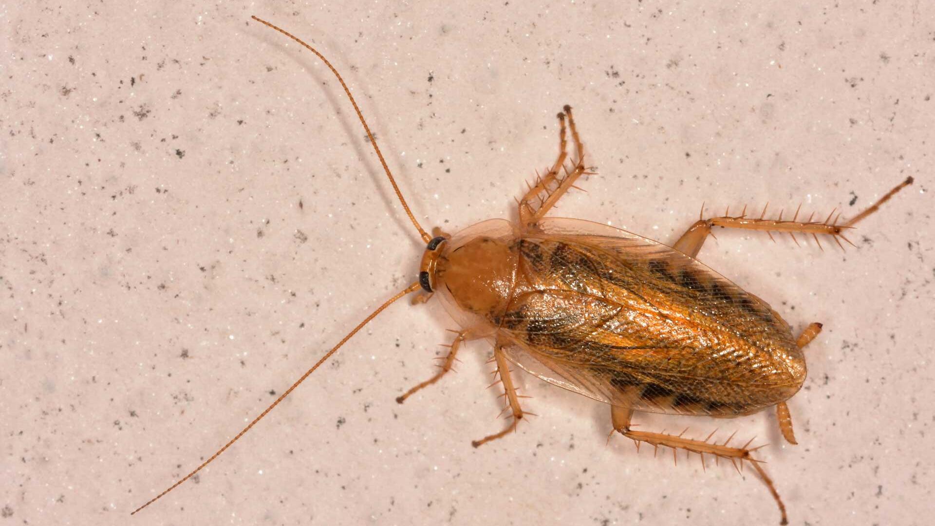 Kakerlake oder Bernstein-Waldschabe im Haus? So unterscheiden Sie die Insekten Kakerlake oder Bernstein-Waldschabe im Haus? So unterscheiden Sie die Insekten