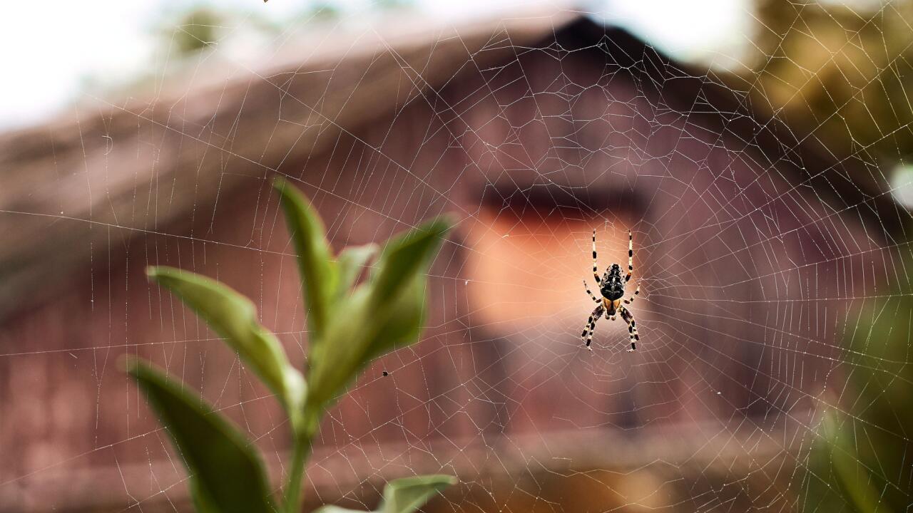 Spinnen vertreiben: Welche Hausmittel helfen – und welche nutzlos sind Spinnen vertreiben: Welche Hausmittel helfen – und welche nutzlos sind