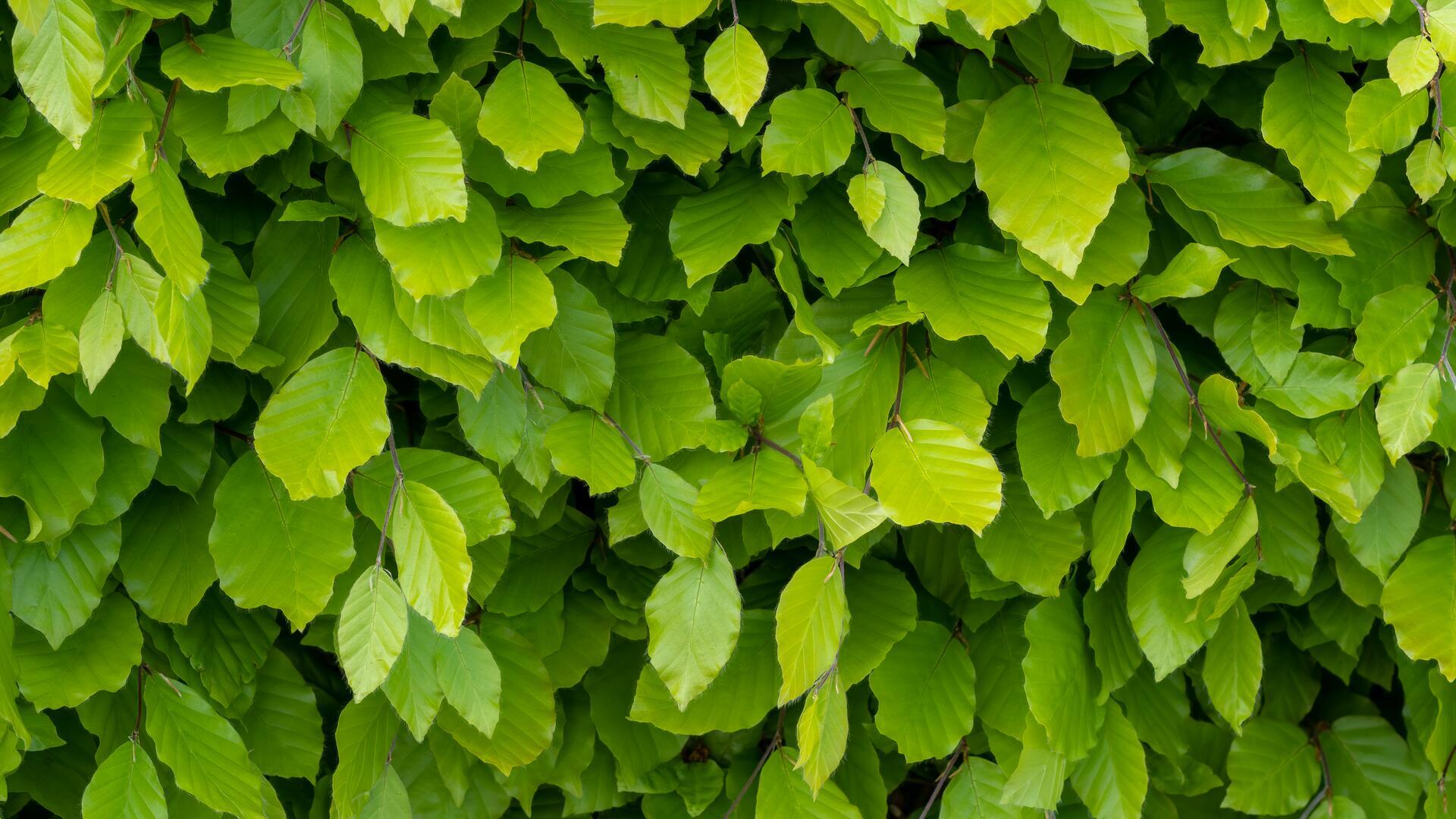 So stutzen Sie die Hecke jetzt ohne Tiere zu gefährden