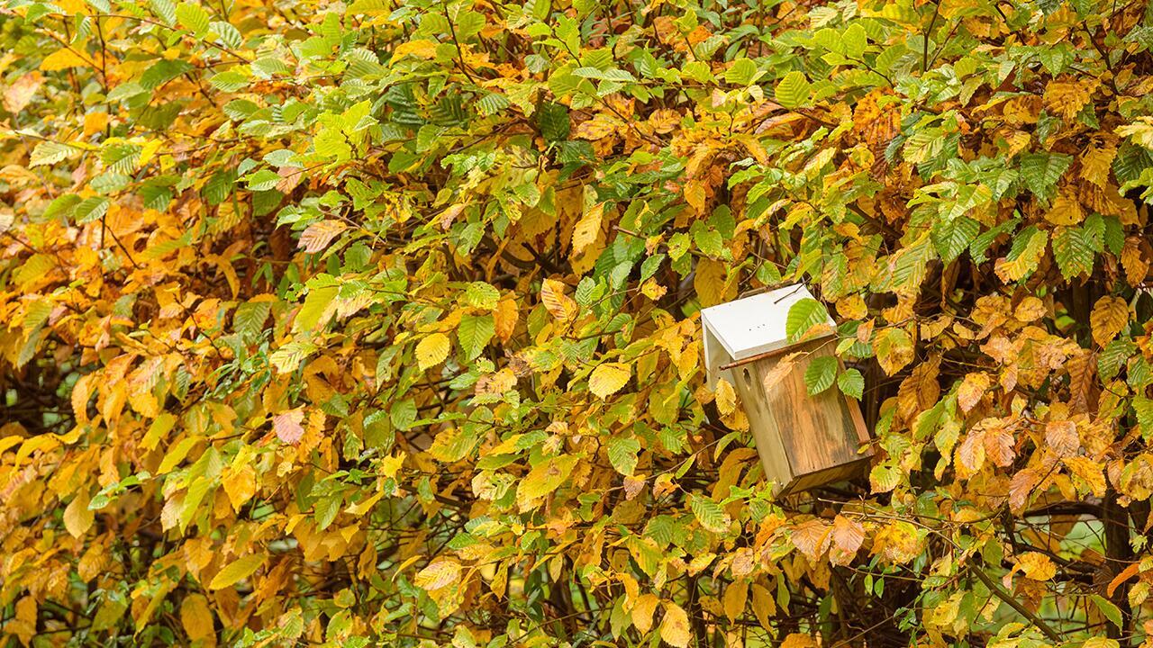 Hecken im Herbst pflanzen: Welche Sträucher sich eignen