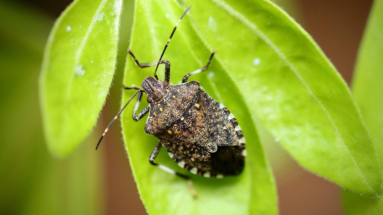 Stinkwanzen im Haus? So werden Sie die ungebetenen Gäste los