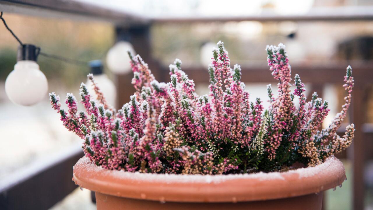 Diese Kübelpflanzen können draußen überwintern Diese Kübelpflanzen können draußen überwintern